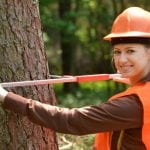 Commercial Tree Care and Maintenance