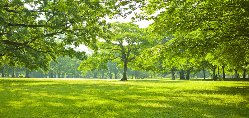 Tree Hedging in Burlington, Ontario