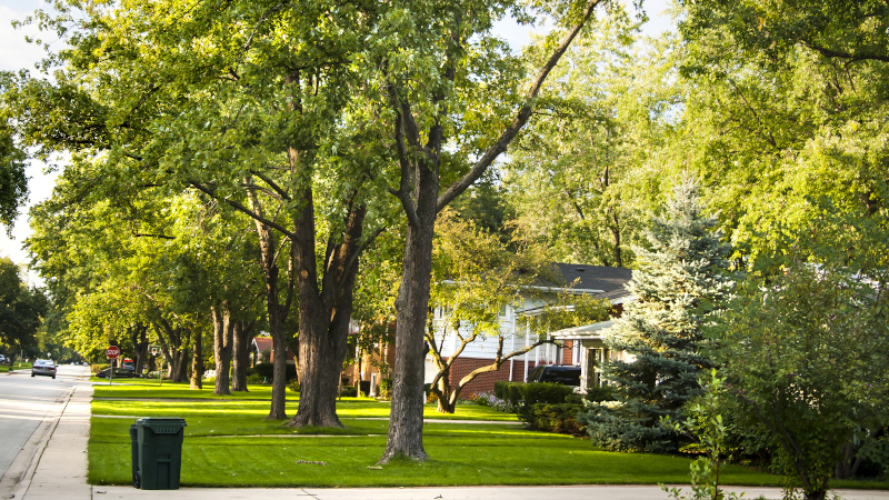 Tree Risk Assessment in Burlington, Ontario