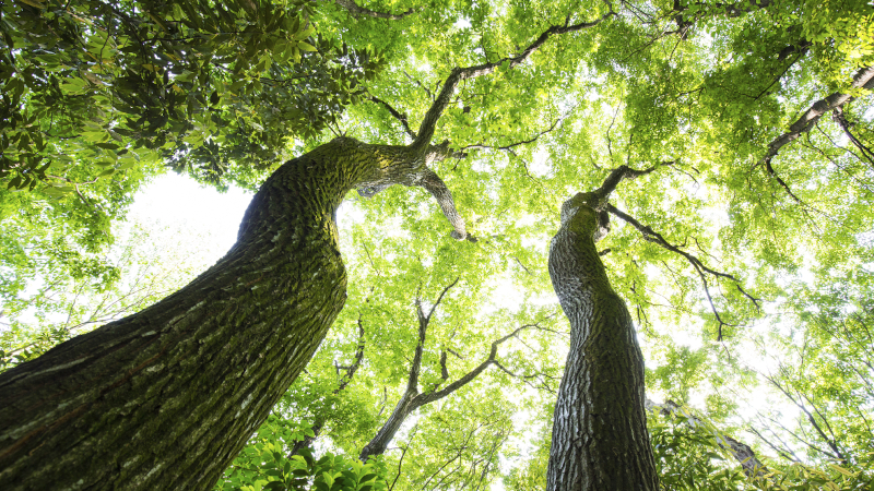 Tree Preservation in Burlington, Ontario