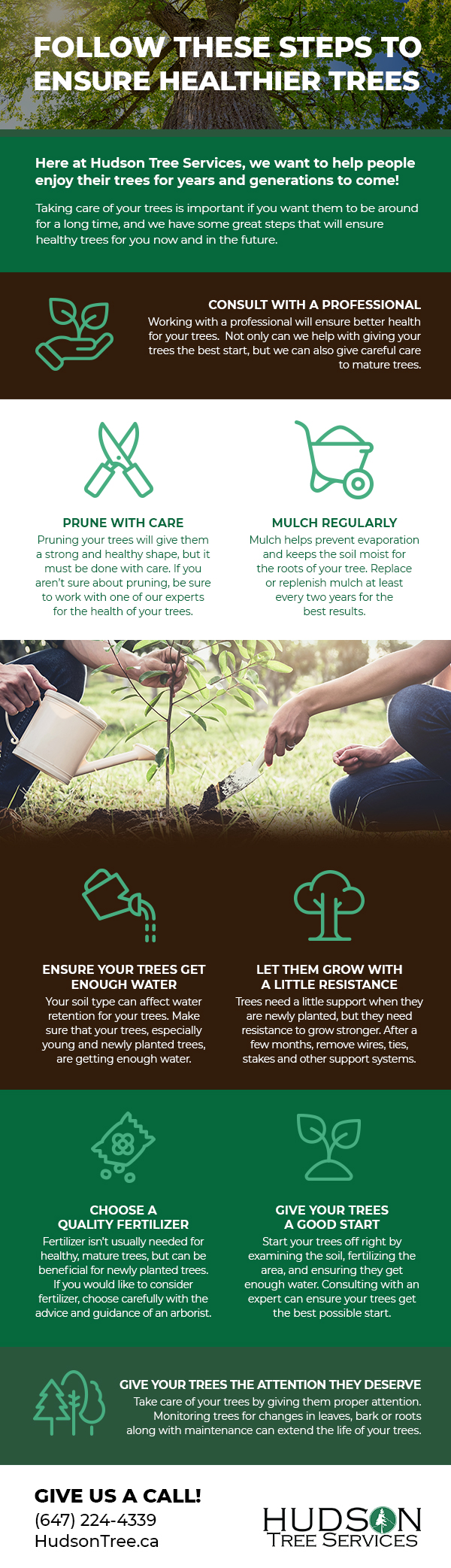Follow These Steps to Ensure Healthier Trees [infographic]