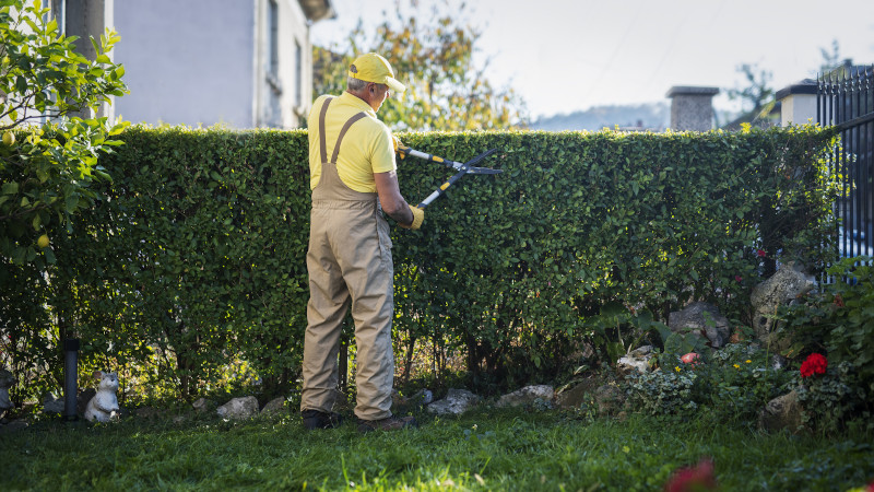 Best Plants for Hedging