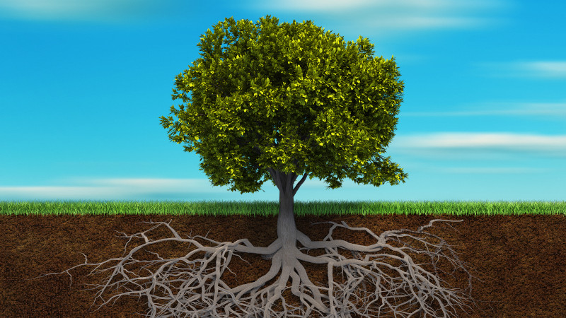 Benefits of Deep Root Fertilizing