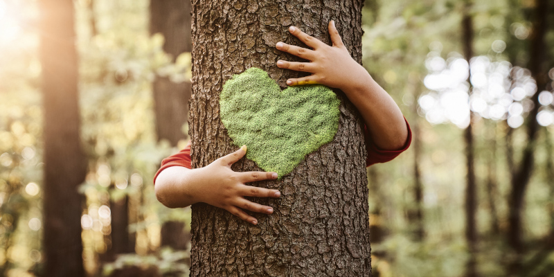 Four Tree Tips to Help Keep Your Trees Healthy and Looking Beautiful
