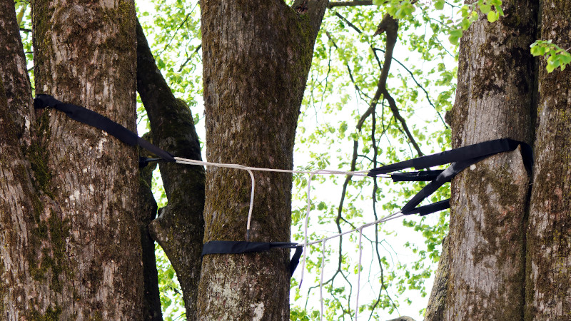 Benefits of Cabling and Bracing Your Trees