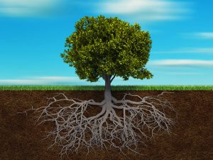 A Beginner’s Guide to Deep Root Fertilization
