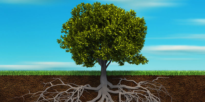 A Beginner’s Guide to Deep Root Fertilization