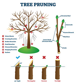 Why Pruning is an Essential Part of Tree and Shrub Care