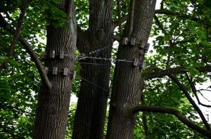 What You Need to Know About Tree Cabling and Bracing