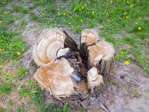 Reasons to Use Our Stump Grinding Services
