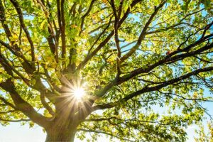 Tree Health Red Flags to Watch Out For