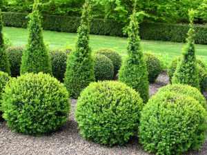 How Often Do You Need Shrub Pruning Services?