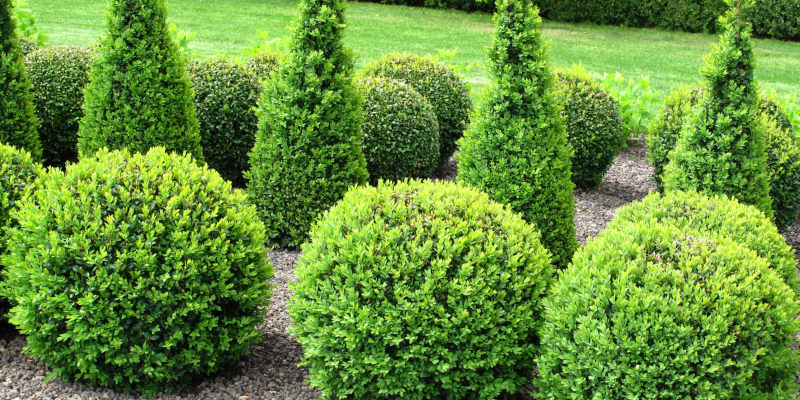 How Often Do You Need Shrub Pruning Services? 
