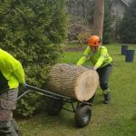 Tree Removal in Ancaster, Ontario