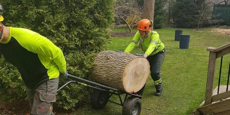 Tree Removal in Ancaster, Ontario