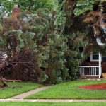 Tree Storm Damage Cleanup & Removal in Ancaster, Ontario