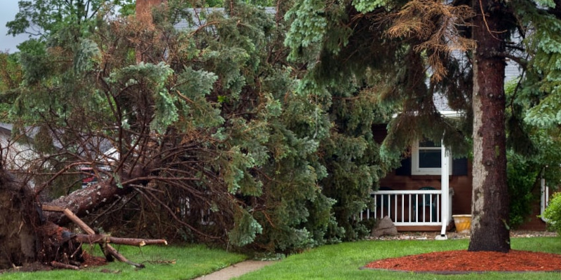 Tree Storm Damage Cleanup & Removal in Milton, Ontario
