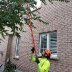 Tree Pruning in Ancaster, Ontario
