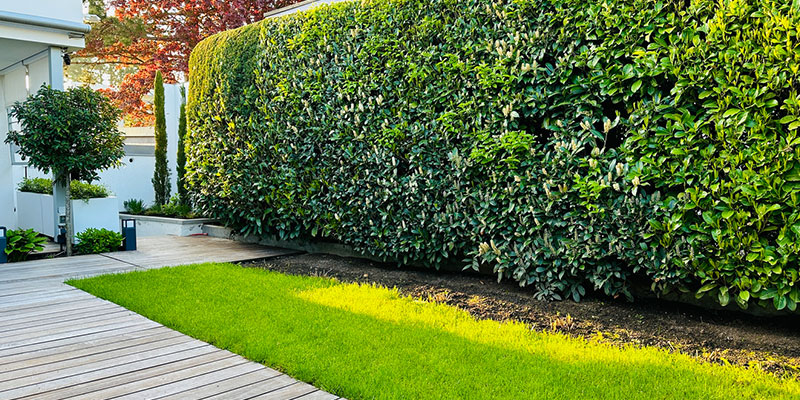 Beyond Curb Appeal: 4 Ways Shrub Hedging Keeps Your Landscaping Healthy